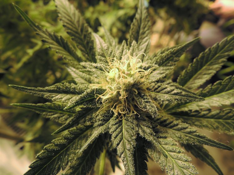 Marihuana 